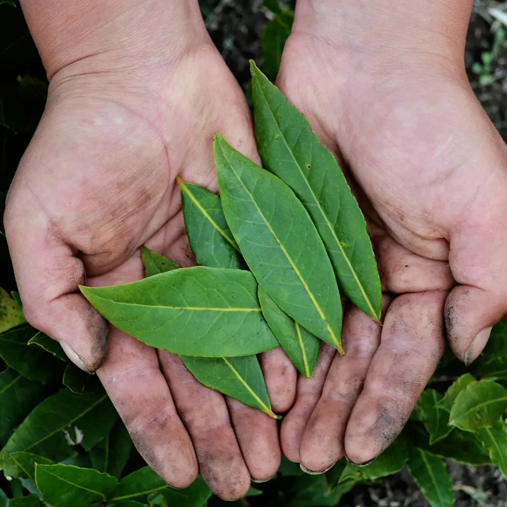 Laurel (50 g)